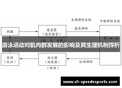 游泳运动对肌肉群发展的影响及其生理机制探析